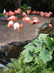 Flamingos in Audubon Zoo