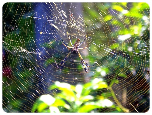 Golden Orb spider web 