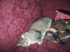 Cat & Pillows