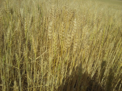 Cell phone photo: Okla. wheat