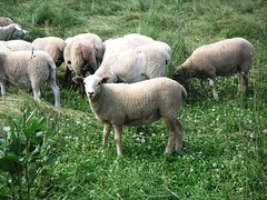 Grass-fed lambs (hair x wool)
