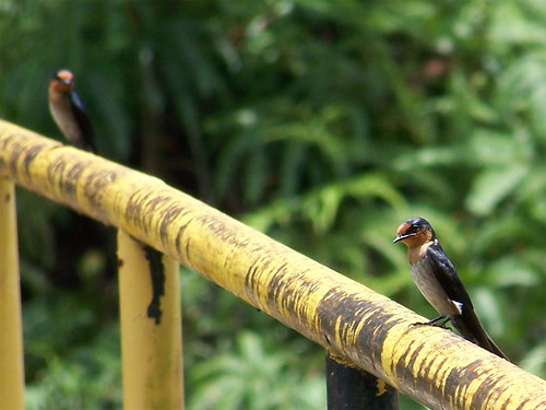 Pasific Swallow @ Layang-layang Pasifik/Batu (Malay)