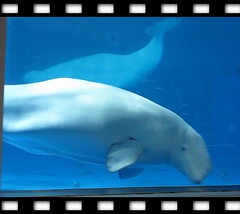 白海豚1_0001