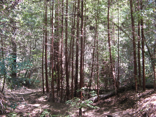Young redwoods
