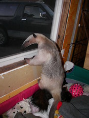 Anteater in the window