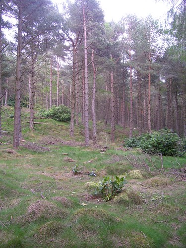 Scots Pine Wood. Showing open scots pine wood