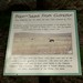 Info on the American bison
