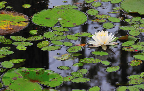 Water Lilly and pads