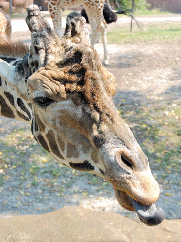 Saint Louis Zoological Garden, in Saint Louis, Missouri, USA - giraffe