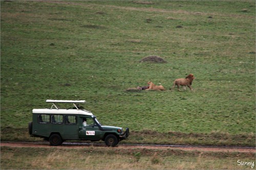 你拍攝的 8 Masai Mara - Balloon Safari - Lion。