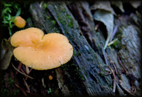 mushroomna
