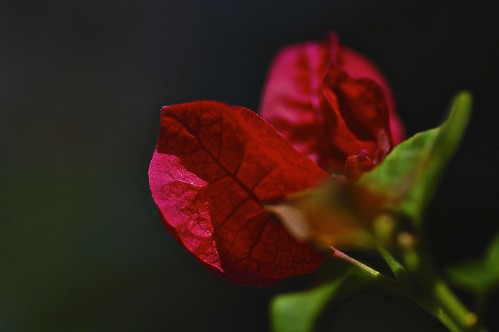 bougainvillea by afearonwood.