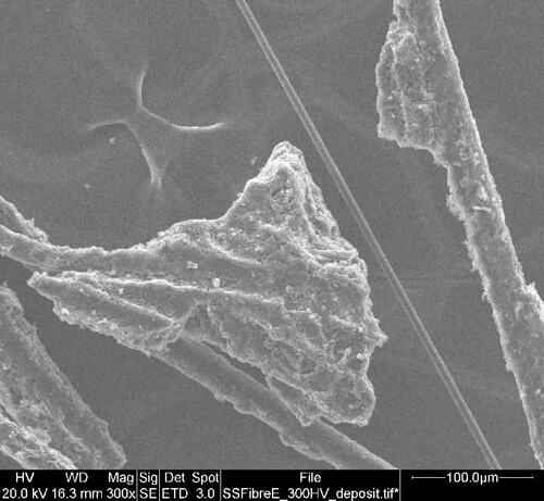 fibres under microscope. Scanning electron microscope