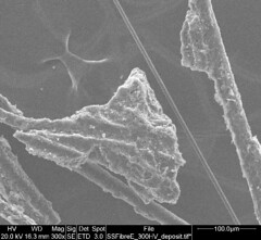 Scanning electron microscope image of several stained wool fibres showing encrustations of organic matter.