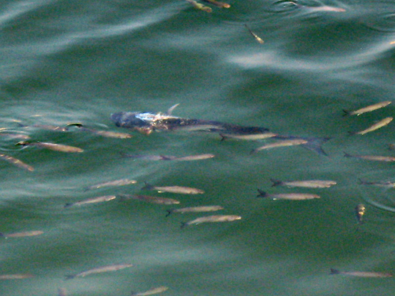 11-11-2008-bighurtfish4