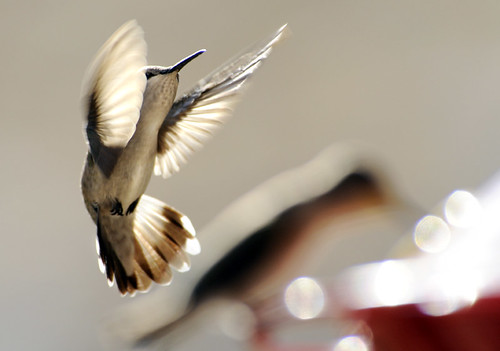 Avian Acrobat / Deby Dixon