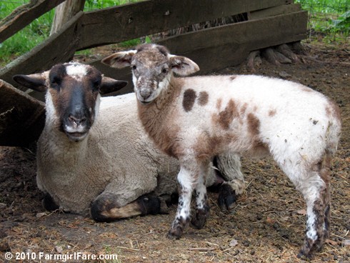 Daisy Mae and ewe lamb on 4-26-10