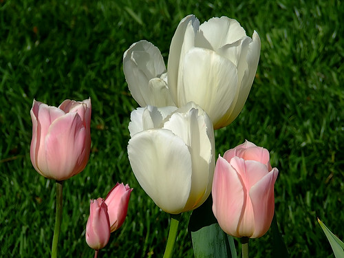 Missouri Botanical ("Shaw's") Garden, in Saint Louis, Missouri, USA - tulips 7