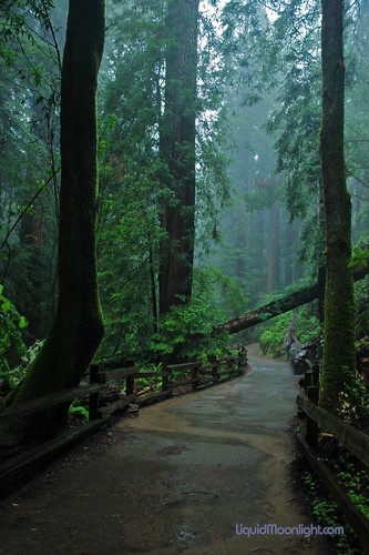rain forest wallpaper. Muir Woods - A Rain Forest