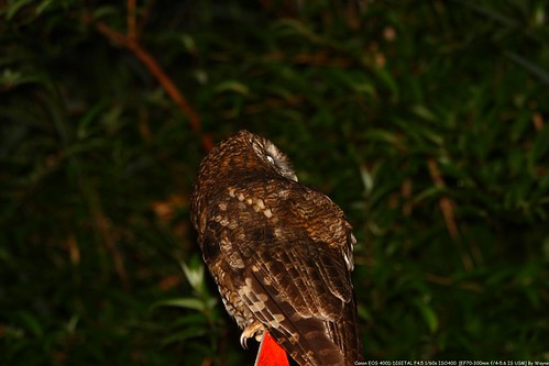 Tawny Wood Owl 灰林鴞 - IMG_8846
