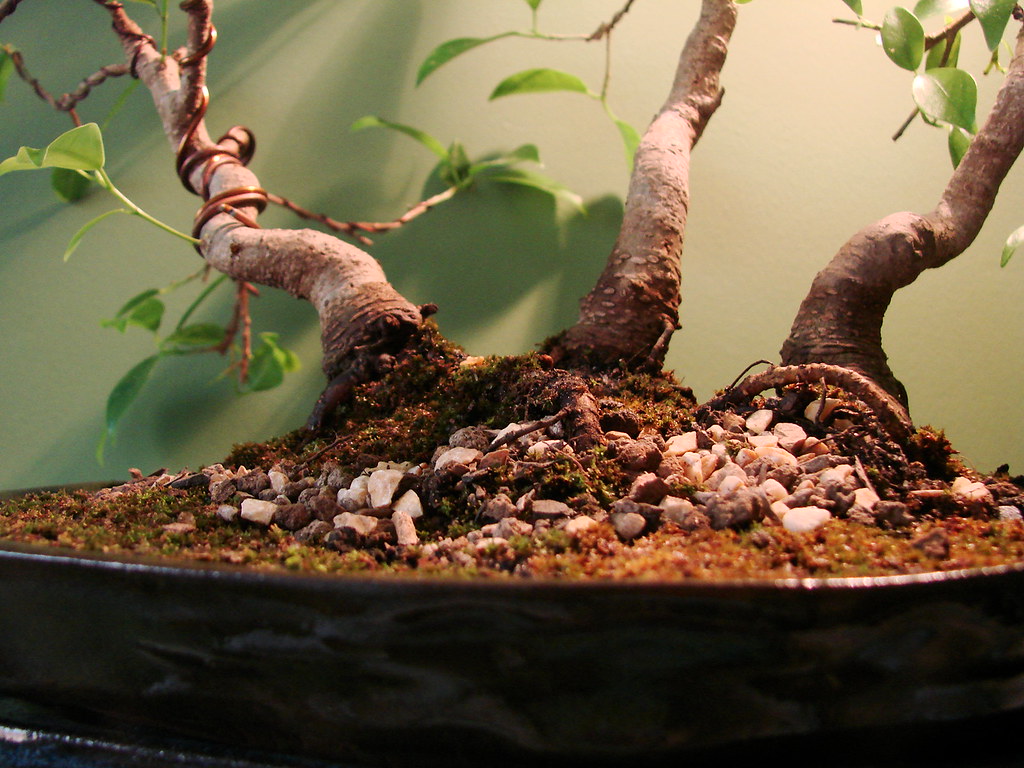 Yose-ue Ficus retusa by Vinicius Costa, on Flickr