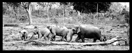 ELEPHANT NATURE FOUNDATION Chiang Mai Thailand 2/08