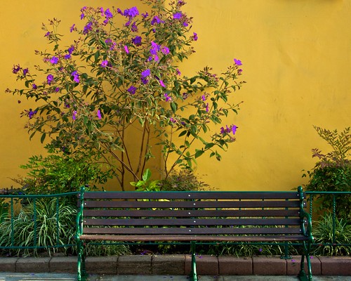 Tree, Bench, and Yellow Wall
