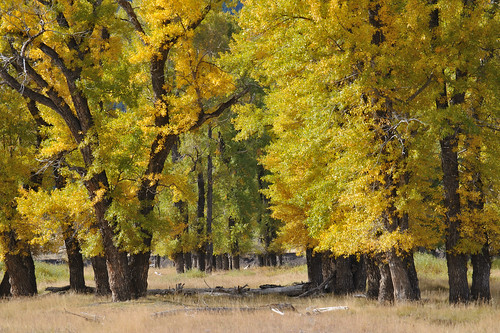 Autumn Leaves, Lamar Valley, Yellowstone NP