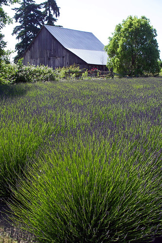 Olympic Peninsula Lavender Farms