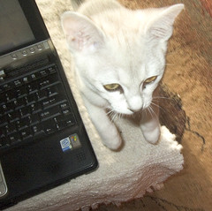 small Bada, with laptop