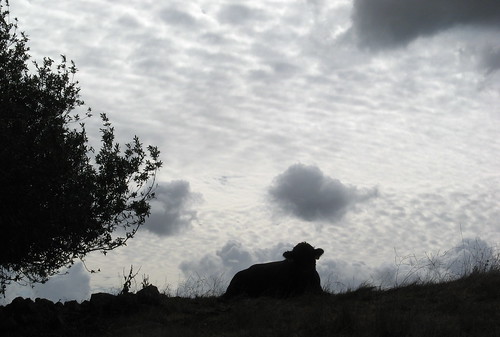 Angus bull in silhouette