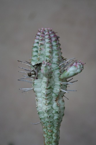 Weird cactus