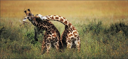 Giraffe Mates.jpg