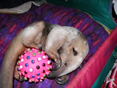 Pua and Stewie's ball