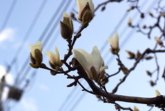 さ、春だ / Magnolia