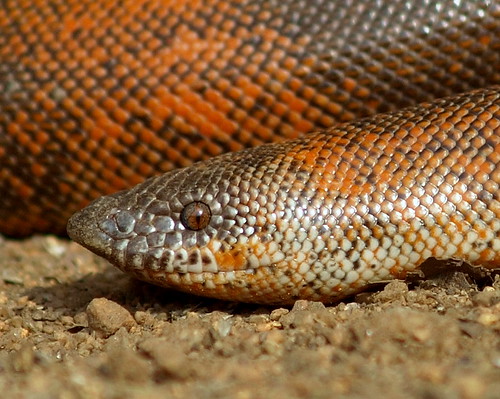 Indian Red Sand Boa by kamalnv / Ophiographer.