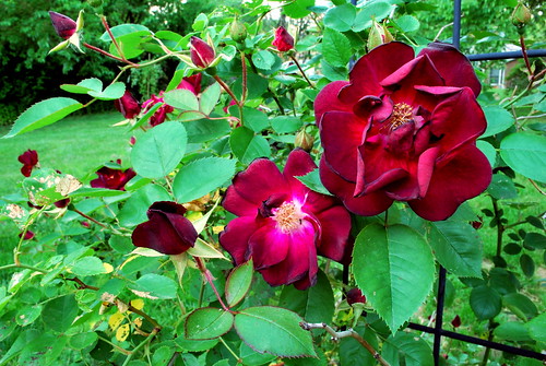 I've got a sweet looking rose bush outside my kitchen window and it always