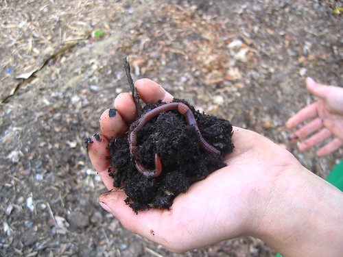 Compost and worms in lasagna garden