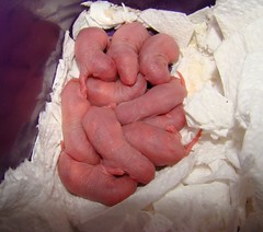 Baby rats one day old