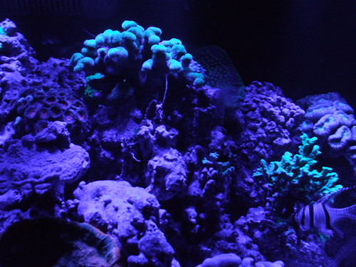 reef aquaillimination night