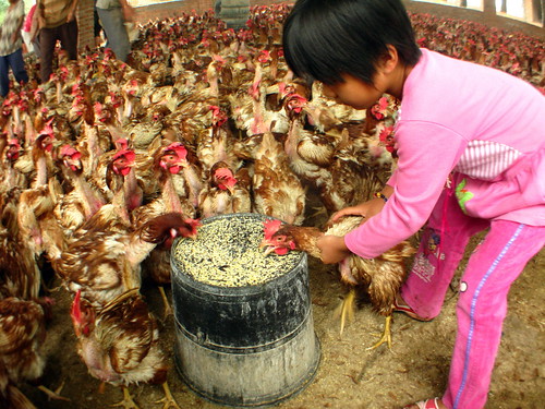 Chicken terrorist near Xixia, Henan Province, China