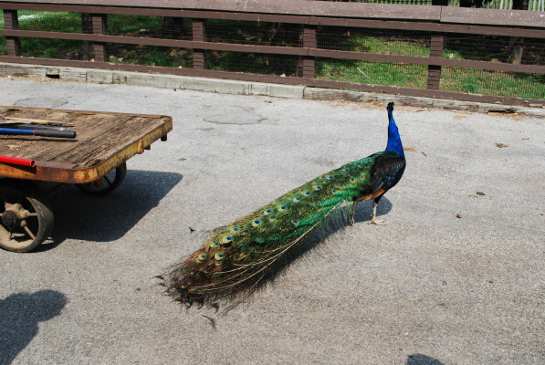 peacock_1