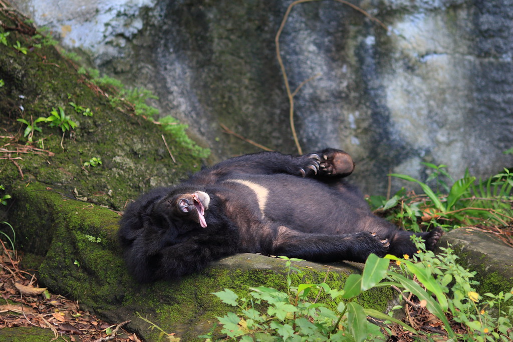 睡到翻掉的台灣黑熊