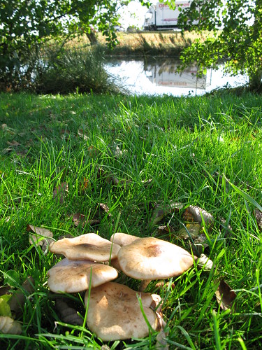 Greenwich Mushrooms