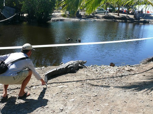 Fool pulling tail of crocodile in La Manzanilla