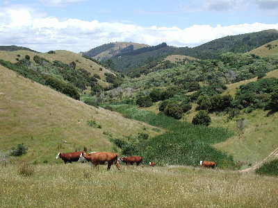 View Cows
