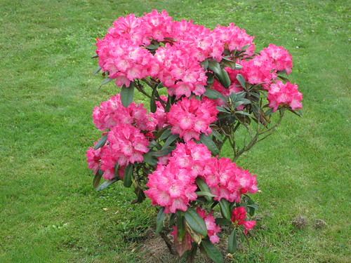 Rhododendron (Photo No. 1) / © Marco PETER