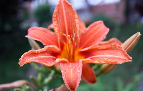 Cloudy Tiger Lily