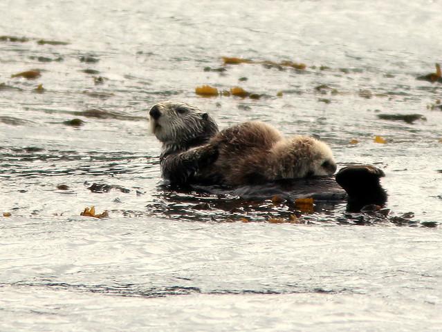 Sea Otter with pup 20110622