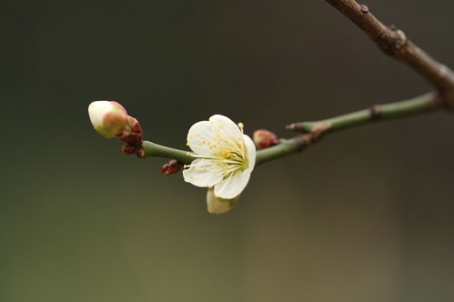 plum flower